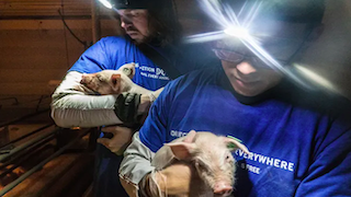 DOUBLE EXPOSURE: Trial begins amid controversy for animal rights activists who rescued two sick piglets